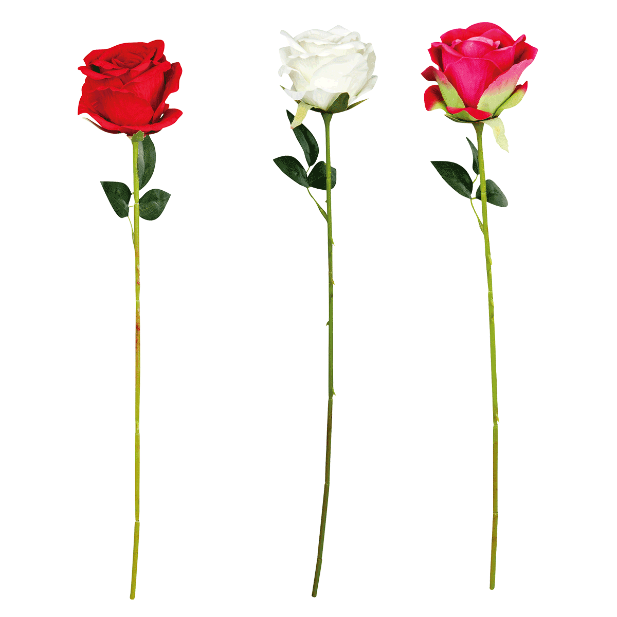 rose, rose stem, red rose, white rose, flower stem, Rose, Stielrose, Rote Rose, Weiße Rose, Rosa Rose, rose, stielrose, rote rose, weiße rose, rosa rose