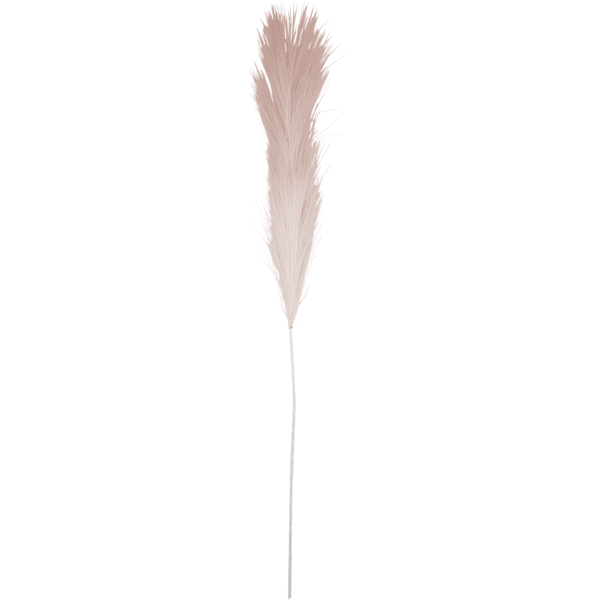 Trockenblume, Pampasgras, Rosa Beige, Federähre
