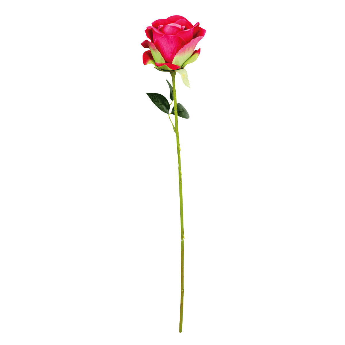 Rose, Stielrose, Rote Rose, Langstielige Rose, Blume, Rose, Rosenstiel, Rosenblatt, rote Rose, Stiel, Rose, Stielrose, Rote Rose, Einzelner Stängel, Blüte Rose