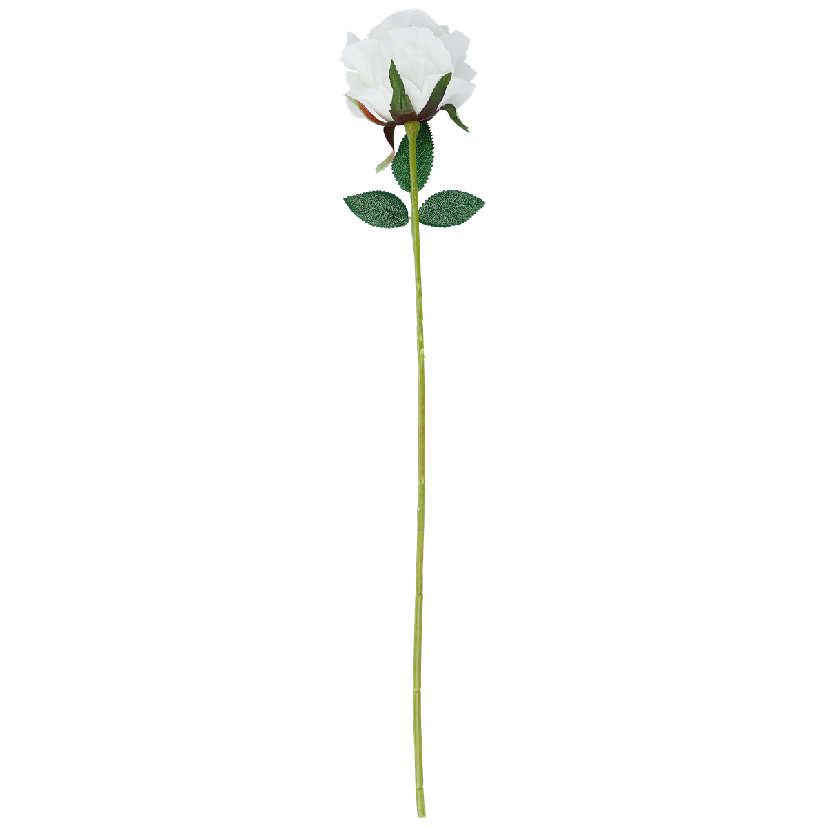 rose, weiße rose, lange stiele, blume, stiel,  Rose,  Rosenstiel?, rose, weiße rose, langen stiel, rose-stiel, blume