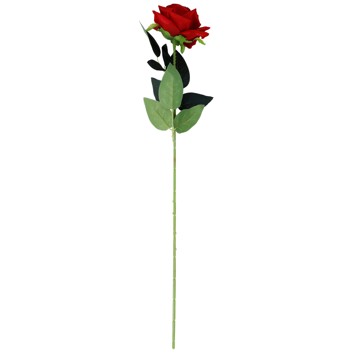Rose, Rote Rose, Langstiel-Rose, Grünem Blatt, Stielrose, Rose, Rote Rose, Stängel, Blätter, Blumen, rose, langenstamm, rote rose, grüne blätter, blütenstiel