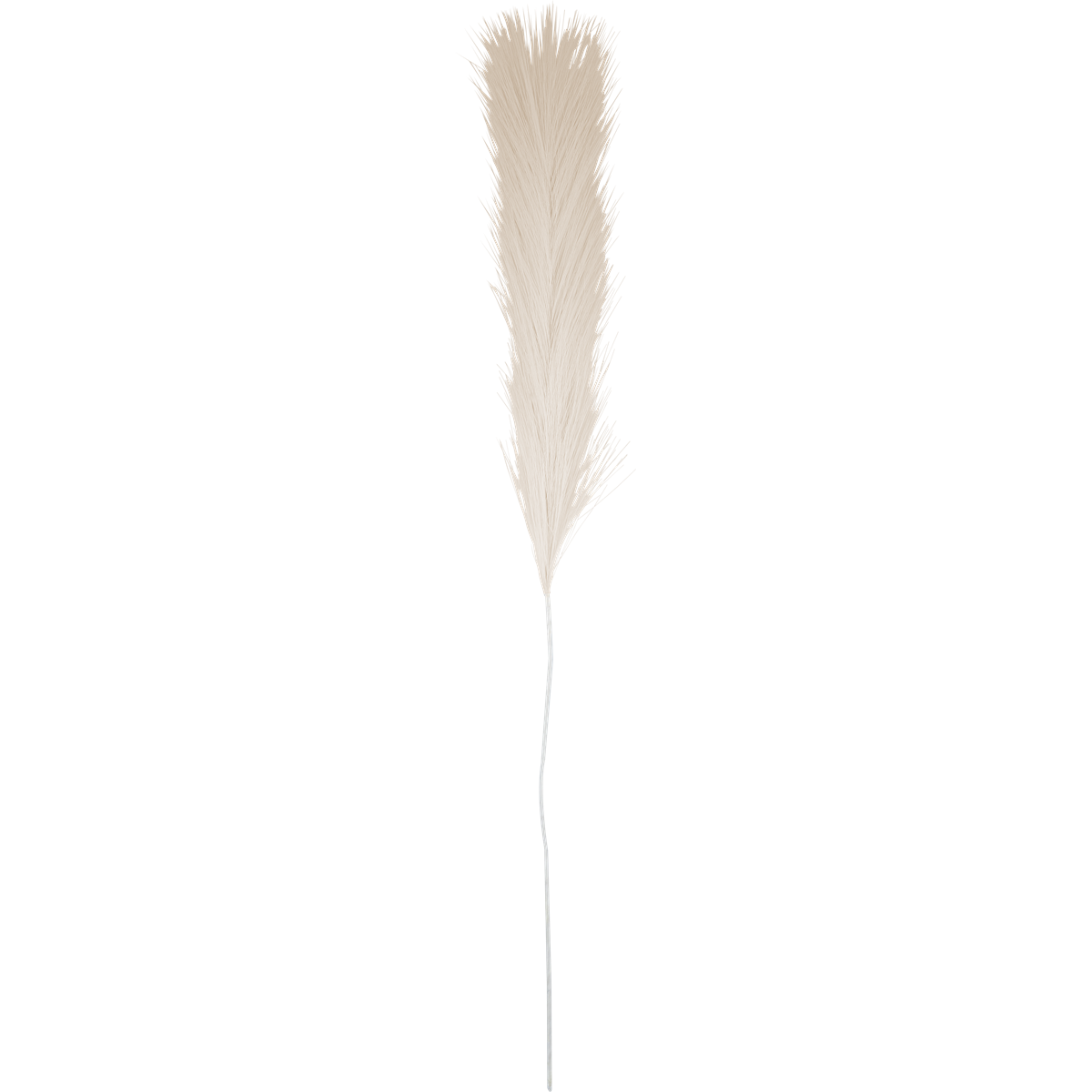 Trockenblume, Pampasgras, Naturfarben, Beiges Federgras