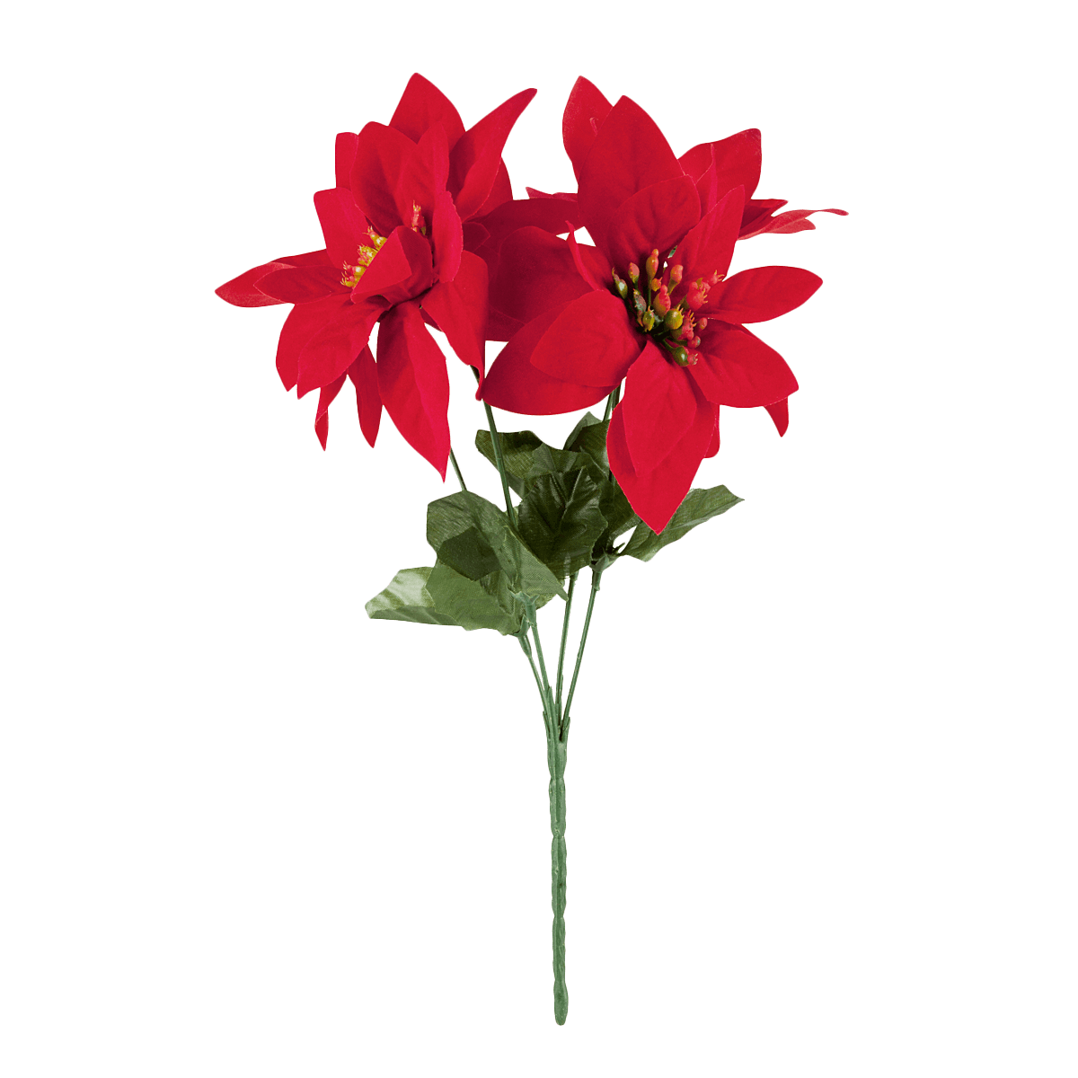 pflanzen, blumen, poinsettia, rote blüten, stielpflanze