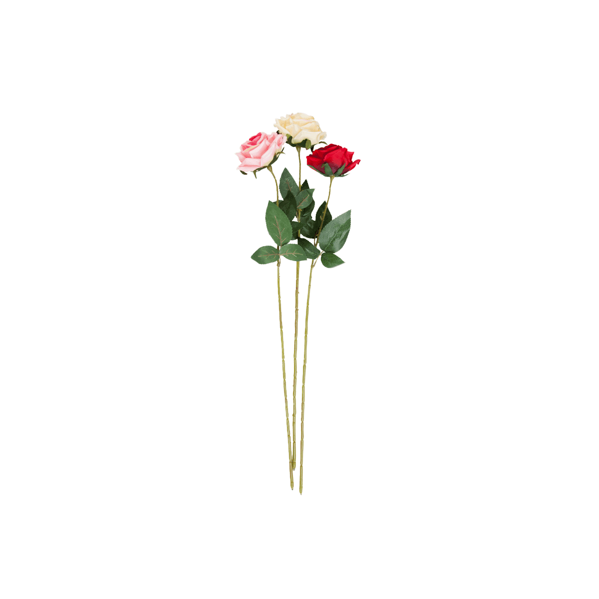 Rosen, Rosenstiel, Blumenstiel, Rosenzweige, Mehrfarbige Rosen, Rose, Rose-Stängel, Pink Rose, Rote Rose, Blume Stängel, rosen, rosenstiele, blumenstrauß, pink rose, grüne blätter