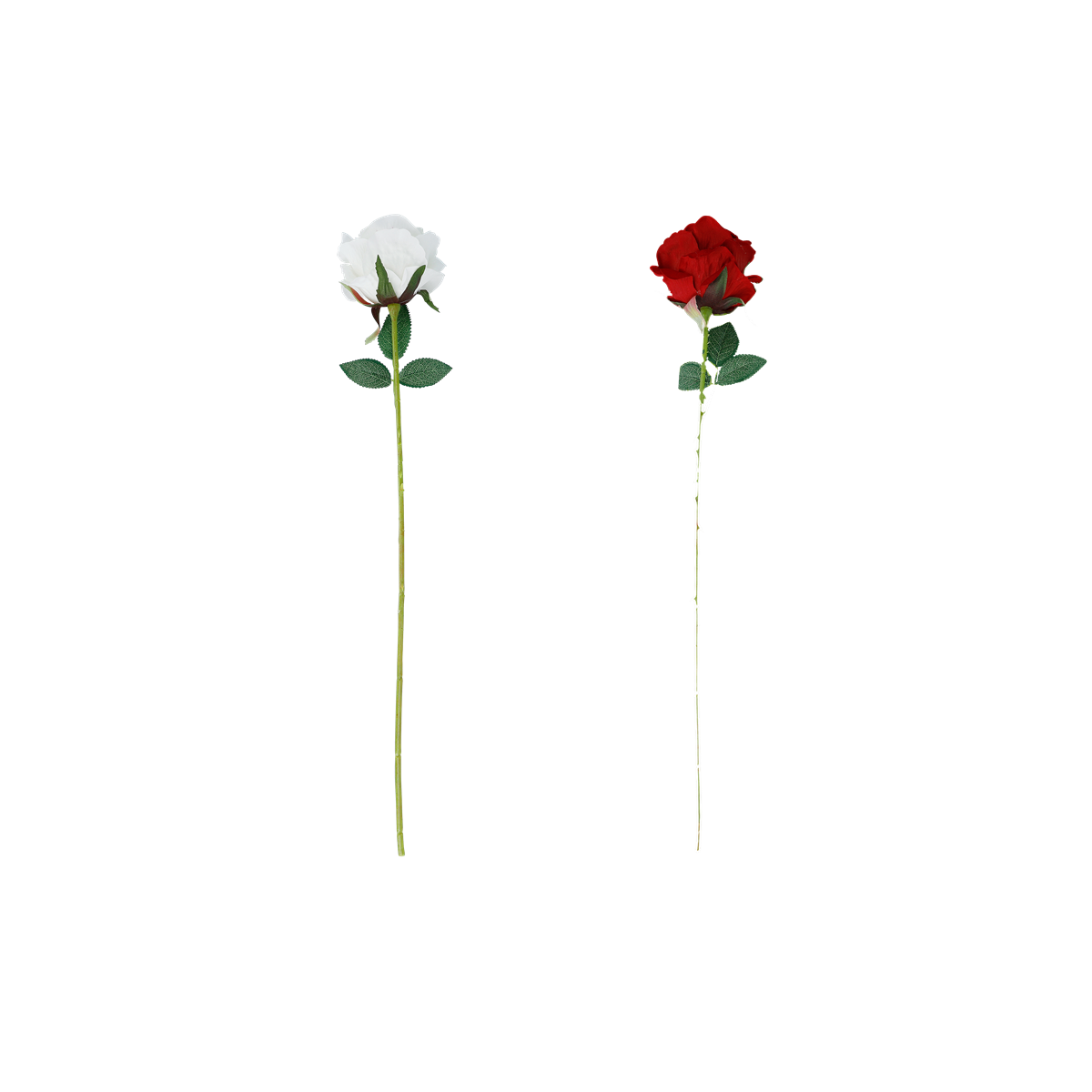 rose, rose stem, white rose, red rose, flower, Rose, Stängel, Weiße Rose, Rote Rose, Blumenstiel,  Rose, weiße Rose, rote Rose, Stiele, Blume