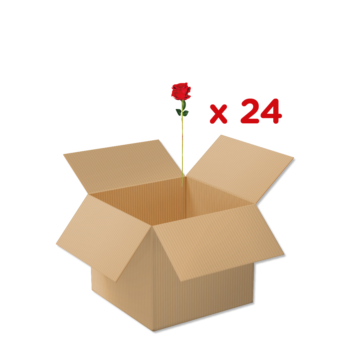 Rose, Blume, Kartonbox, offene Box, 24 Stück, Rose, Blume, Rosenstiel, Kartonbox, Geschenk, rose, blume, kartonbox, geschenk, verpackung