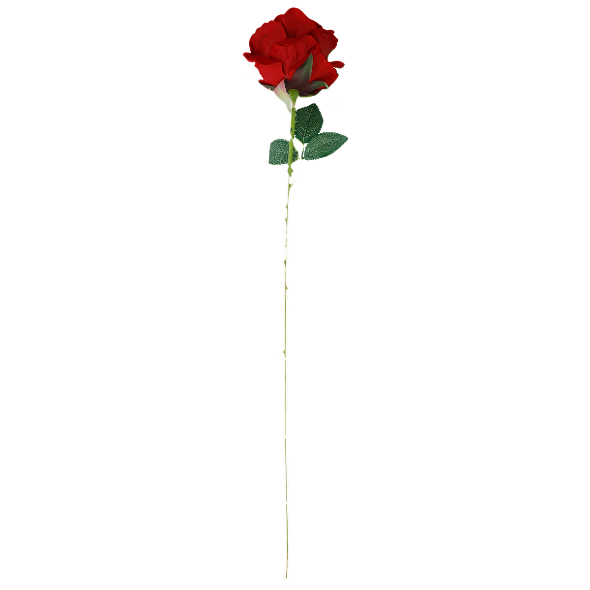 rose, rote Rose, langer Stiel, Blume, Stiel und Blätter, Rose, Rosenstab, rote Blume, Stängel, Grüne Blätter, rote rose, rosenstängel, blume, Rose, blätter