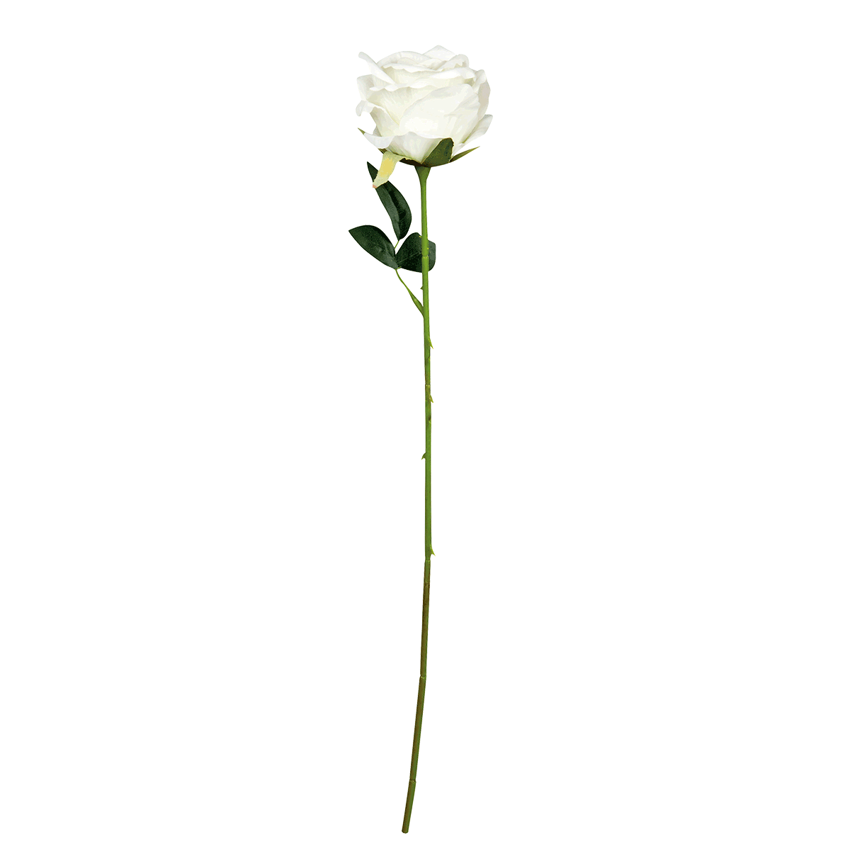 Blume, Rose, Weiß, Stiel, Rosenblüte, Rose, Weiße Rose, Langstielige Rose, Blume, Petal, Blume, Rose, Weiße Rose, Stielrose, Blütenstiel