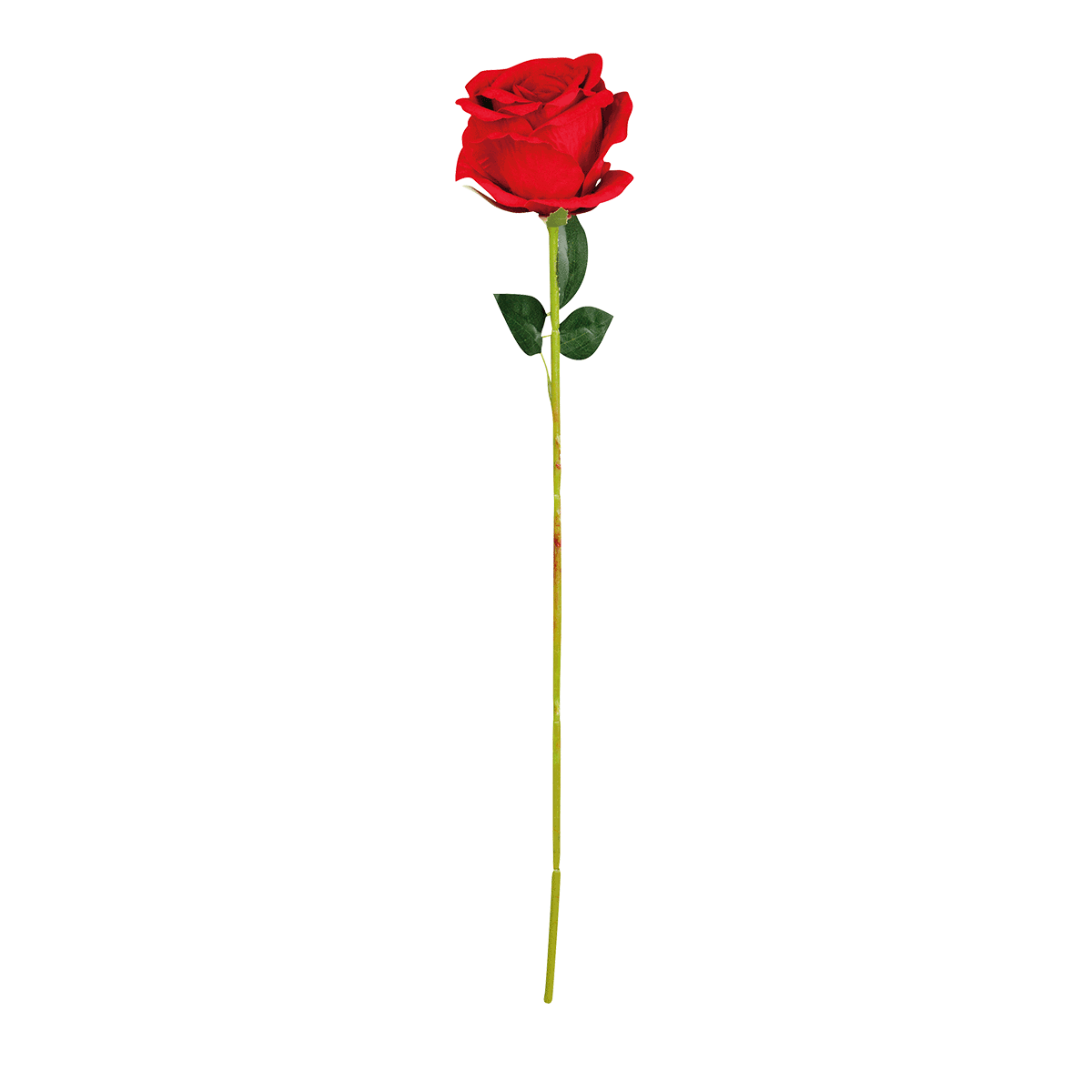 rose,  Rose stem,  red rose,  blume,  blumen, rose, rote rose, blume, stiel, knospe?, Rose, Lange Stiel, Rote Rose, Blume, Stielblume