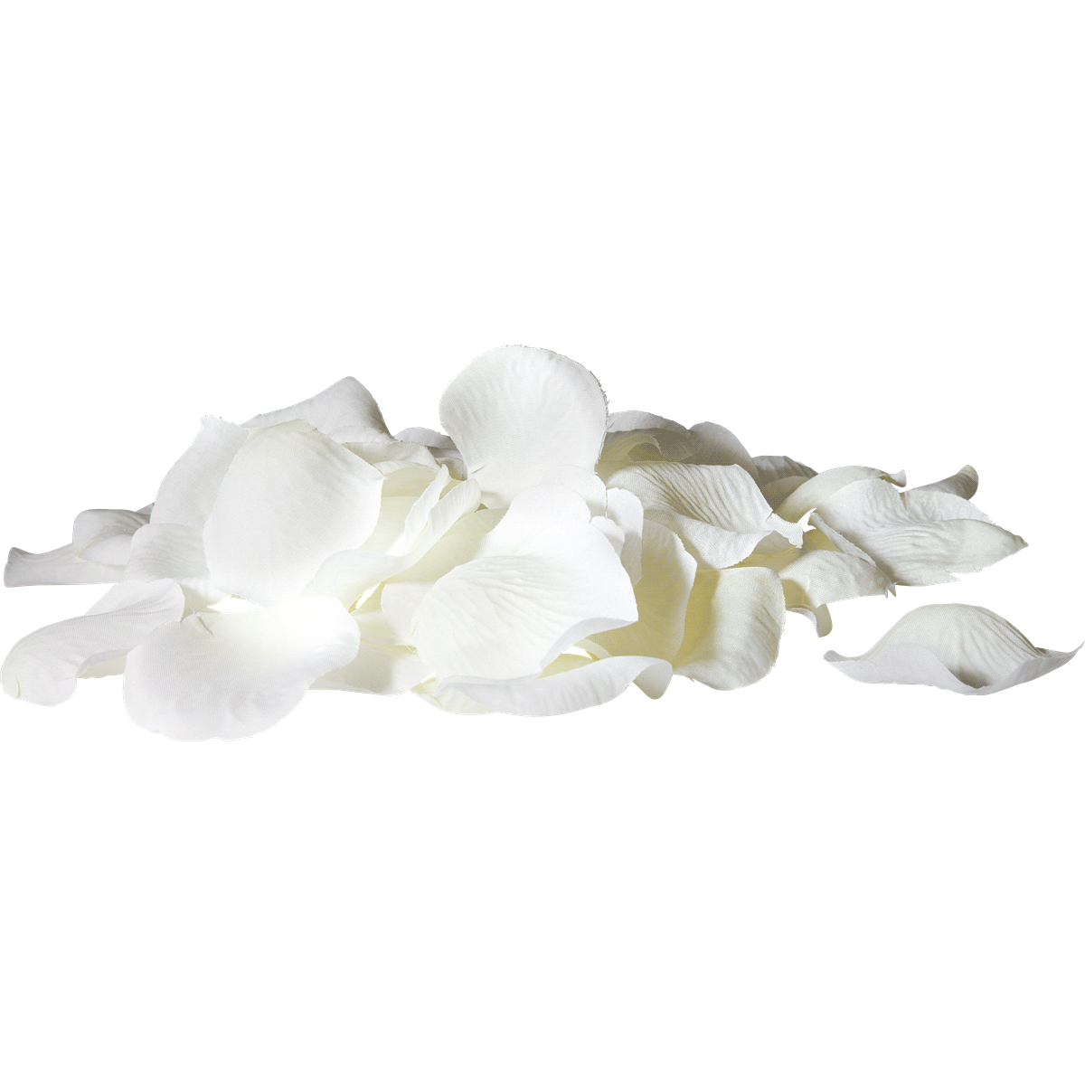 Blütenblätter, Weiße Rose, Rosenblätter, Petalen, Blattloses Motiv, Blütenblätter, Weiße Blume, Petalsepile, Blütenreste, Gartenpflanze, Blütenblätter, Weiße Blume, Pflanzenblätter, Petal, Blüte