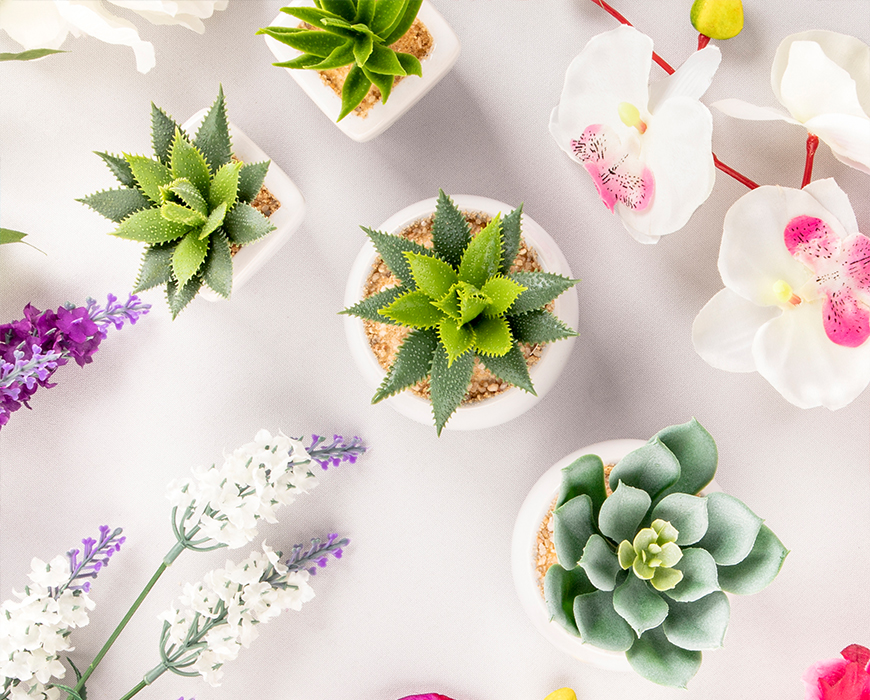 sukkulente, topfpflanze, miniaturgarten, pflanzentopf, orchidee