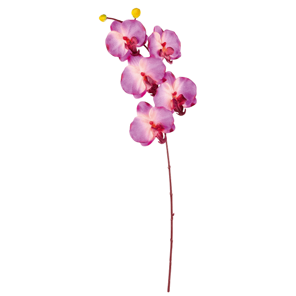 Orchidee