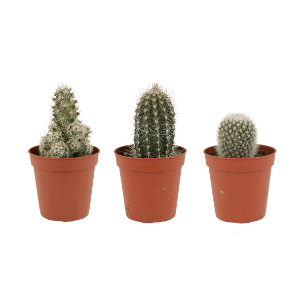 Mini-Kaktus