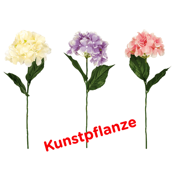24 x Hortensie (24 Stück)