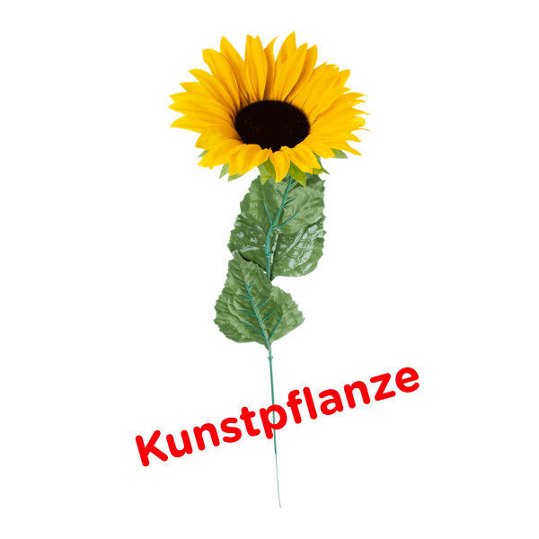 Maxi-Sonnenblume