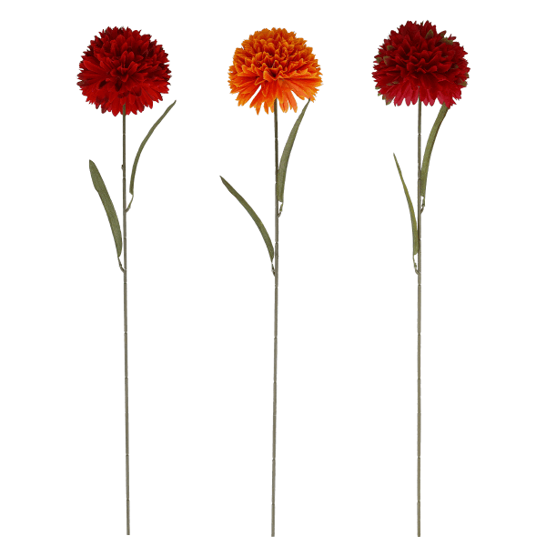 Chrysantheme